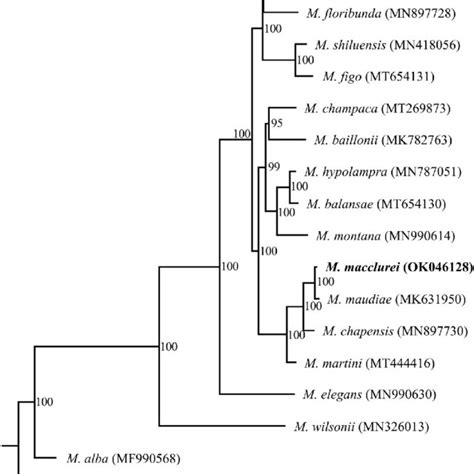 Phylogenetic Tree Inferred By Maximum Likelihood Ml Method Based On