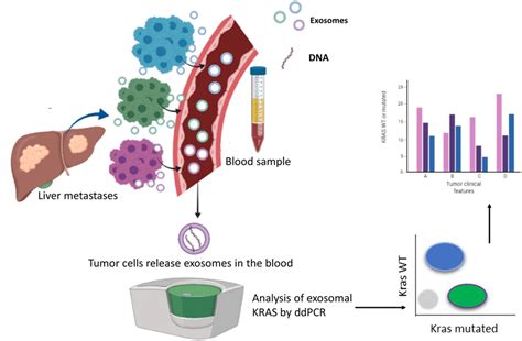 Scheme Of Exosome Based Liquid Biopsy Created With Download Scientific Diagram