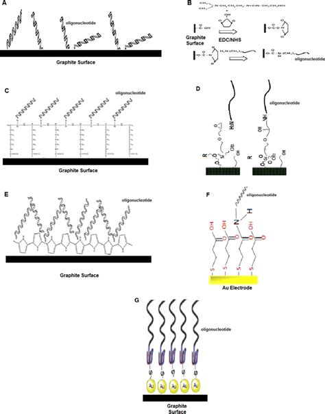 Chemical Structures Of Sensor Surfaces After Probe Dna Immobilization Download Scientific