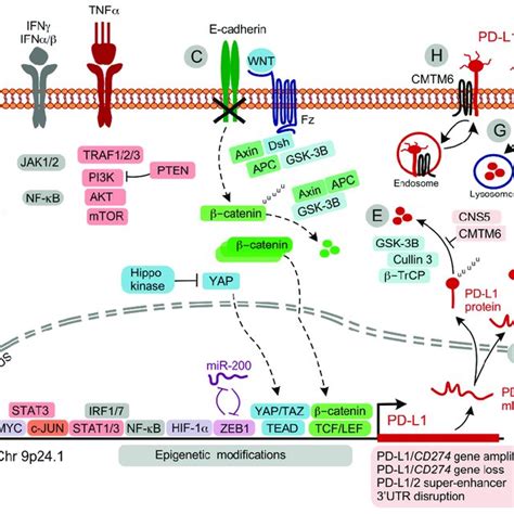 Regulation Of Pd L1 Expression In Tumor Cells A Signaling Via Growth