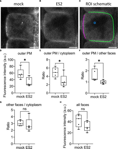 Frontiers The EXO70 Inhibitor Endosidin2 Alters Plasma Membrane