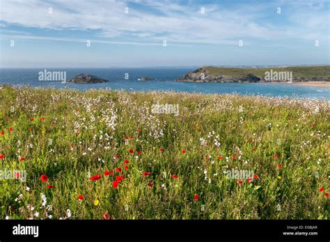 Cornish Wildflower Meadow On Cliffs At Pentire Head Near Newquay In