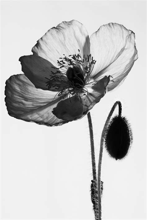 17 Best images about black and white flowers on Pinterest | Black ...