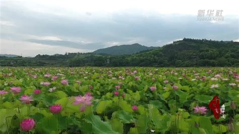 千城百县看中国｜湖南祁阳：一桌“荷花宴”品出夏滋味凤凰网视频凤凰网