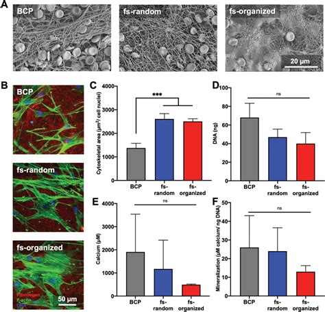 Assessing The Capacity Of Textured Surfaces To Support In Vitro