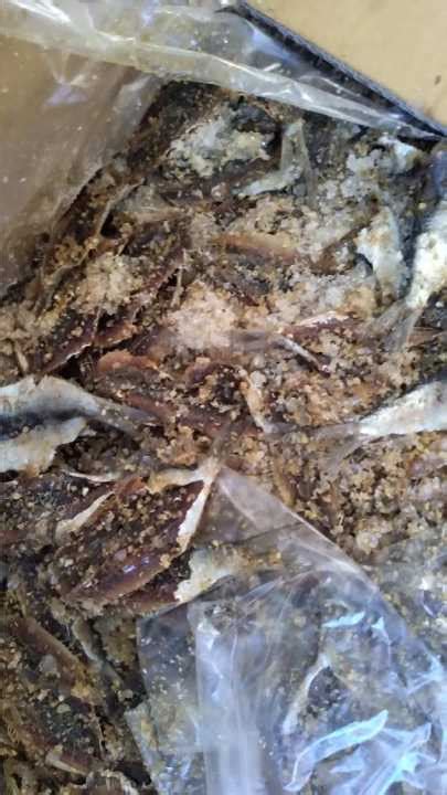 Ikan Asin Dendeng Manis 1 Kg Kuniran Biji Nangka Udang Rebon Layang