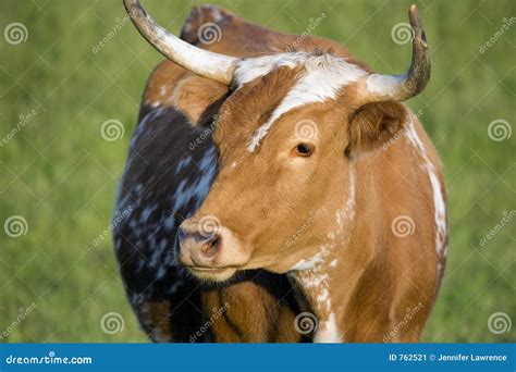 Cow With Horns Stock Image Image Of Meat Livestock Farm 762521
