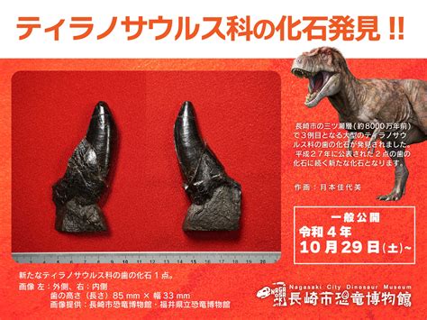 ティラノサウルス科化石発見サムネイル｜ 長崎市恐竜博物館｜公式ホームページ