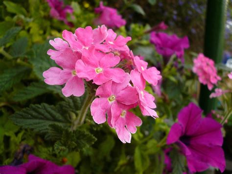 200 Pink & Purple MOSS VERBENA Verbena Tenuisecta Flower Seeds