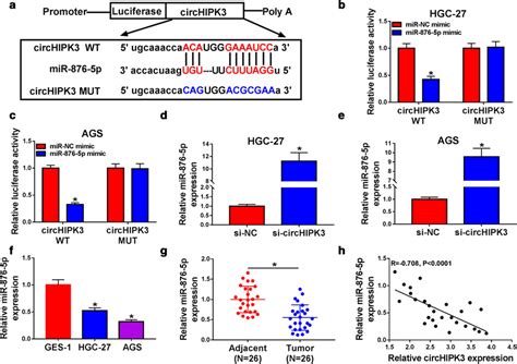 Mir 876 5p Was A Target Of Circhipk3 A The Binding Sites Of Wild Type