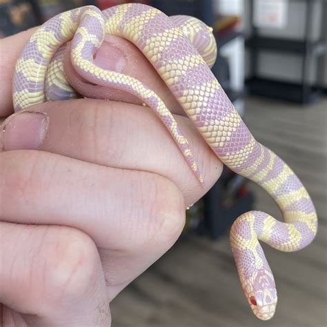 Albino Banded Kingsnake Predator And Prey Exotics