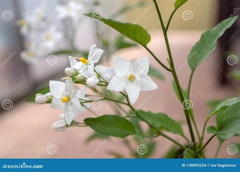 Solanum Jasminoides White Flowering Plant Beautiful Flowers In Bloom