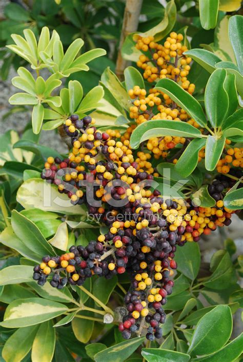 Yellow And Purple Berries Stock Photo | Royalty-Free | FreeImages