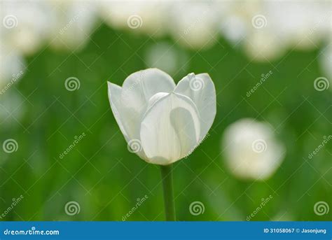 Blooming tulip in close stock image. Image of meadow - 31058067