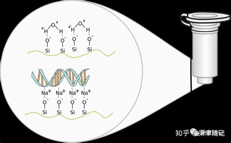 磁珠回收dna和片段筛选 知乎