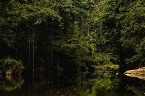 Acre Apresenta Redu O De Nos Alertas De Desmatamento No M S De