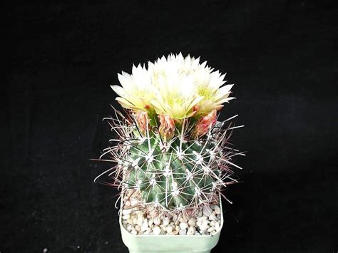 Free picture: small, cacti