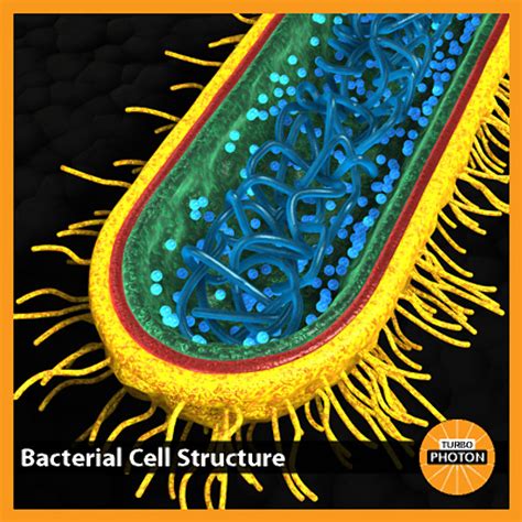 Bacterial Cell 3d Model