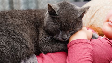 【獣医師執筆】猫が一緒に寝るのはなぜ？位置で気持ちは違う？ 効果や注意点などを詳しく解説 Eparkペットライフ