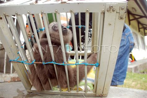 OWA-OWA KALIMANTAN | ANTARA Foto