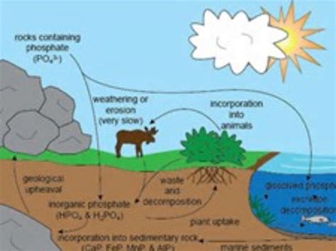 the phosphorus cycle by fuoco136