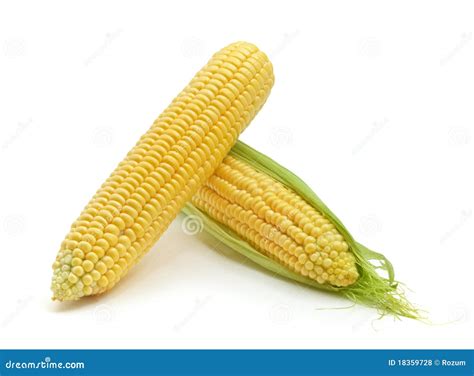 Isolated Corn Stock Photo Image Of Gold Food Freshness 18359728