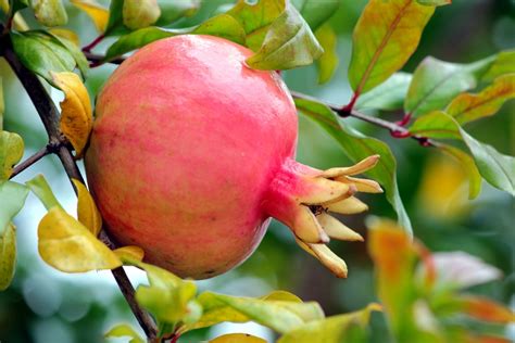 How To Grow Pomegranates Growing In The Garden