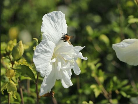 Hibiskus Ogrodowy WHITE CHIFFON TwojeSady