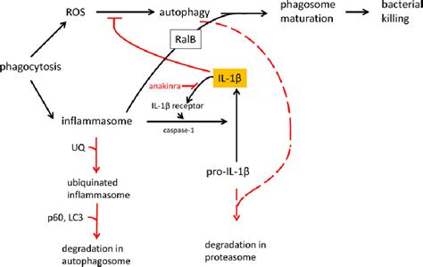 Figure 1 From Chronic Granulomatous Disease Semantic Scholar