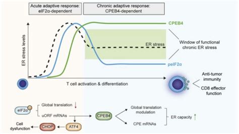 Cpeb Allows These Immune Cell Image Eurekalert Science News Releases