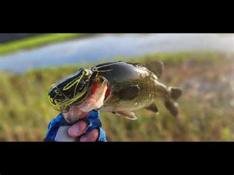 Topwater Frog Bass Fishing In The California Delta From The Bank