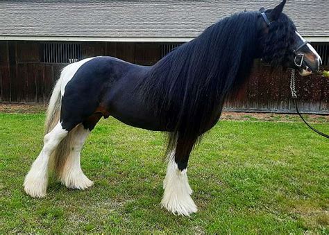 Purebred Gypsy Vanner Stallion Foundation Breeding