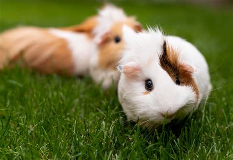 A Beginner S Tutorial The Art Of Proper Guinea Pig Care