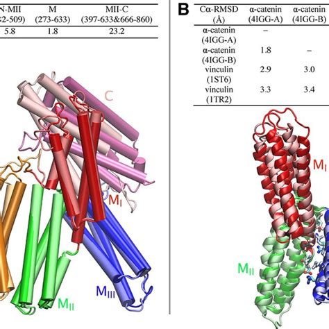 Structural Comparisons Between Catenin Monomers And Vinculin A Download Scientific Diagram