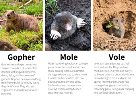 Vole Vs Mole