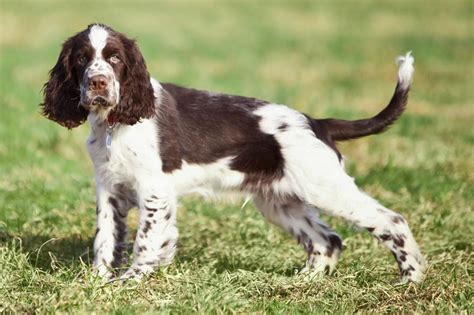 Meet the English Springer Spaniel!