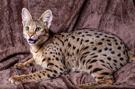 Do Savannah Cats Shed A Lot Facts And Faq Catster