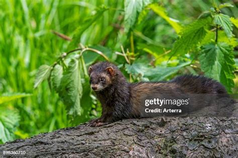 275 European Polecat Stock Photos High Res Pictures And Images