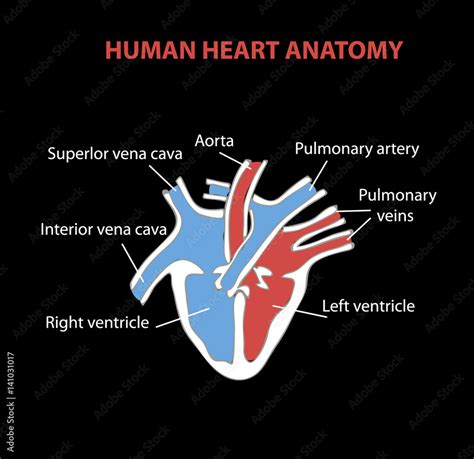 Human Heart Anatomy On Black Part Of The Human Heart Anatomy Of Human Heart Illustration