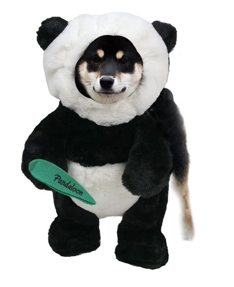 Best Costumes For Shiba Inus My First Shiba Inu