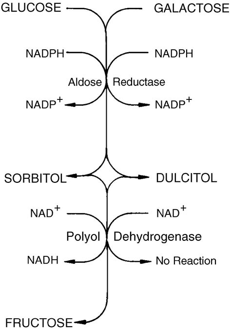 Sorbitol Pathway For Glucose And Galactose Metabolism American Academy Of Ophthalmology