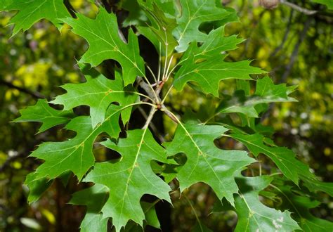 Quercus Rubra Northern Red Oak