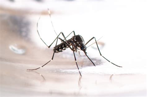 Chikungunya Sintomas Tratamento E Como Prevenir Vitat
