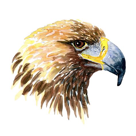 Eagle Watercolor at PaintingValley.com | Explore collection of Eagle ...