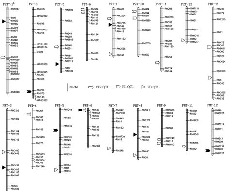 Molecular Linkage Map Showing The Position Of Qtl For Yield Per Plant