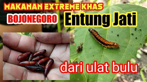 Makanan Extreme Khas Bojonegoro Entung Jati Kepompong Ungker Youtube