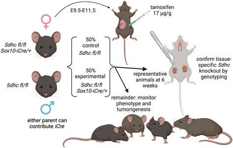 Mouse Developmental Defects But Not Paraganglioma Tumorigenesis Upon