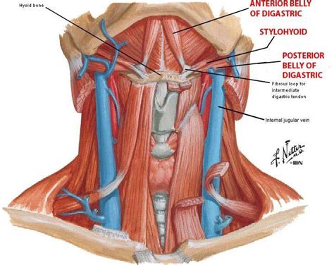 Digastric Muscle Diagram Quizlet