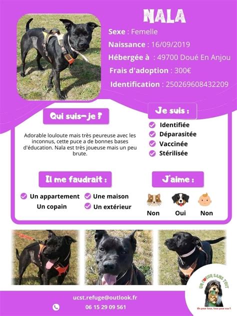 Adoption De Nala Moyen Chien Chien Crois Moyen R Gion Pays De La Loire