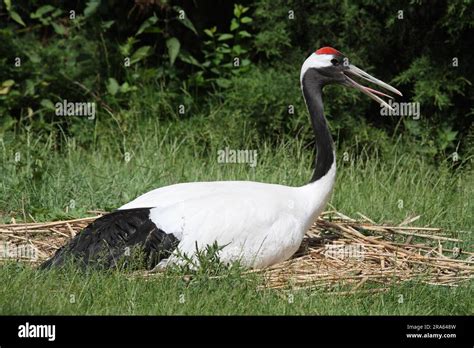 Red Crowned Crane On Nest Manchurian Crane Grus Japonensis Sideways